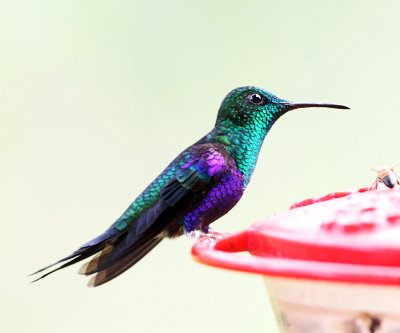 Green-crowned Woodnymph - Thalurania fannyi