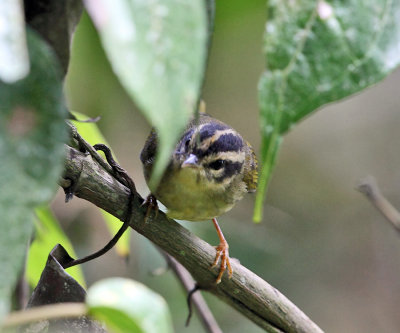 Three-striped Warbler - Basileuterus tristriatus