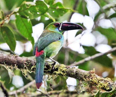 Crimson-rumped Toucanet - Aulacorhynchus haematopygus