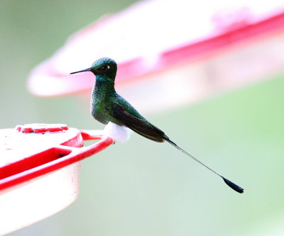 Booted Racket-tail - Ocreatus underwoodii