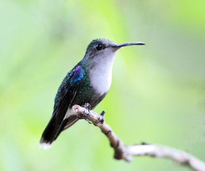 Green-crowned Woodnymph - Thalurania fannyi (female)