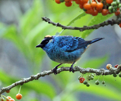 Golden-naped Tanager - Tangara ruficervix