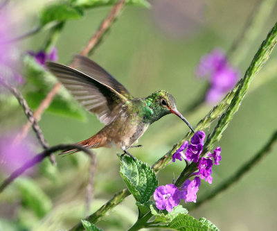 Rufous-tailed Hummingbird - Amazilia tzacatl