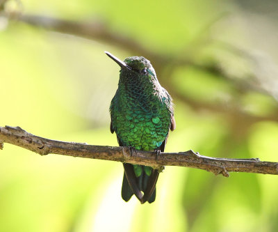 Western Emerald - Chlorostilbon melanorhynchus