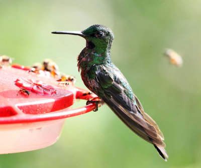 Green-crowned Brilliant - Heliodoxa jacula