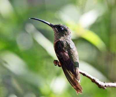 Fawn-breasted Brilliant - Heliodoxa rubinoides