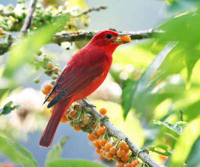 Summer Tanager - Piranga rubra