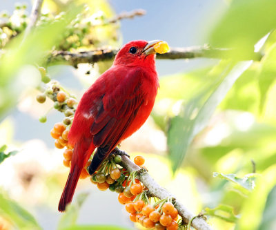 Summer Tanager - Piranga rubra