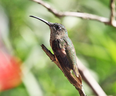 Fawn-breasted Brilliant - Heliodoxa rubinoides