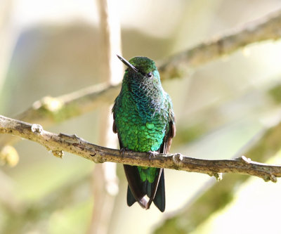 Western Emerald - Chlorostilbon melanorhynchus