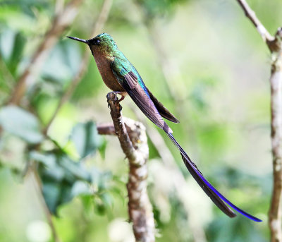 Violet-tailed Sylph - Aglaiocercus coelestis