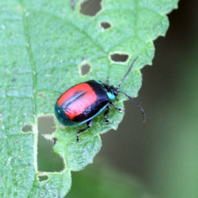 Aspicela bourcieri