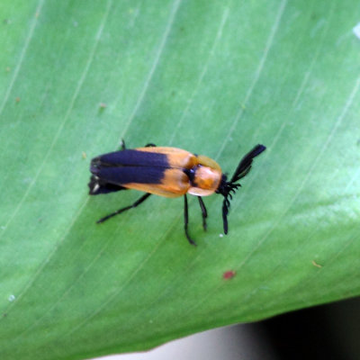 Lampyridae - Amydetinae