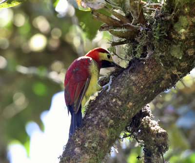Crimson-mantled Woodpecker - Colaptes rivolii