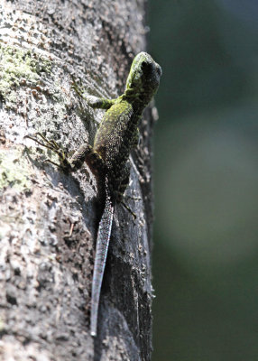 Keeled Whorltail Iguana - Stenocercus varius