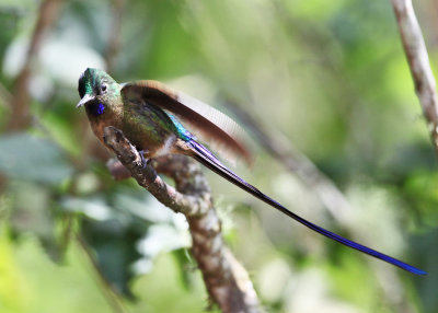 Violet-tailed Sylph - Aglaiocercus coelestis