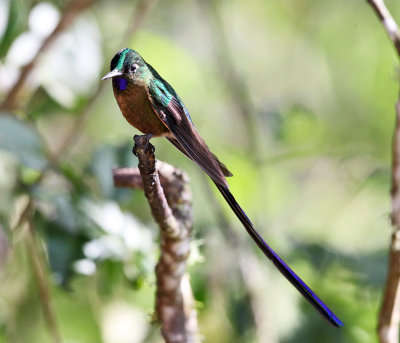 Violet-tailed Sylph - Aglaiocercus coelestis