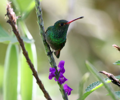 Rufous-tailed Hummingbird - Amazilia tzacatl