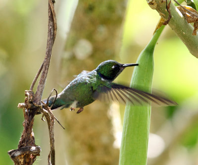 Wedge-billed Hummingbird - Schistes geoffroyi