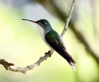 Andean Emerald - Amazilia franciae