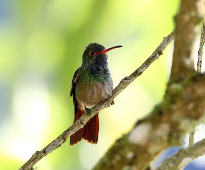 Rufous-tailed Hummingbird - Amazilia tzacatl