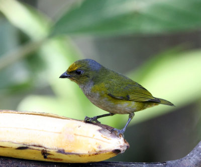 Orange-bellied Euphonia - Euphonia xanthogaster (female)