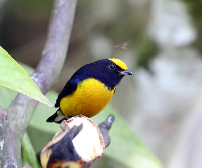 Orange-bellied Euphonia - Euphonia xanthogaster 