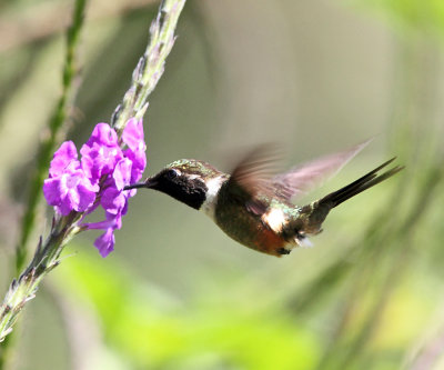 Purple-throated Woodstar - Calliphlox mitchellii