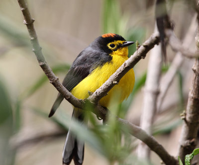 Ecuador Warblers & Vireos