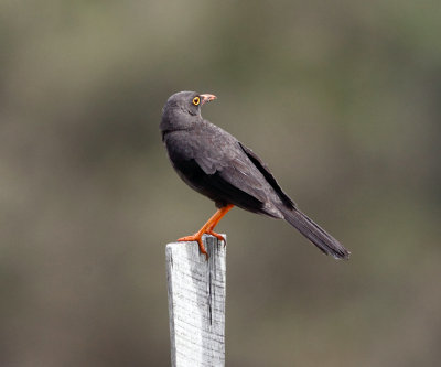 Great Thrush - Turdus fuscater