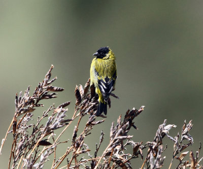 Hooded Siskin - Carduelis magellanica