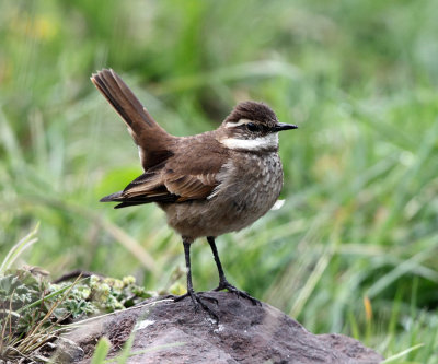 Chestnut-winged Cinclodes - Cinclodes albidiventris