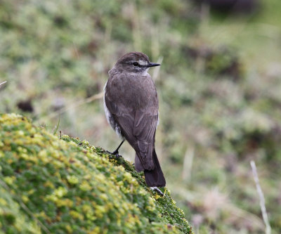 Paramo Ground Tyrant - Muscisaxicola alpinus