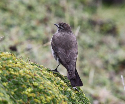 Paramo Ground Tyrant - Muscisaxicola alpinus