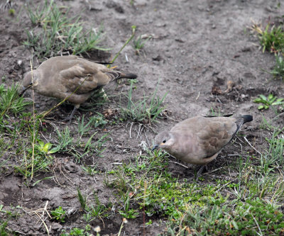 Black-winged Ground Dove - Metriopelia melanoptera