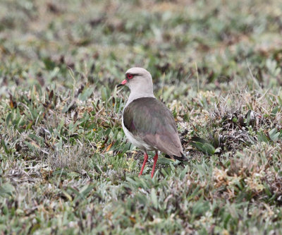 Andean Lapwing - Vanellus resplendens