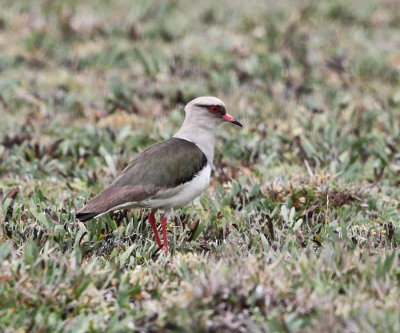 Andean Lapwing - Vanellus resplendens