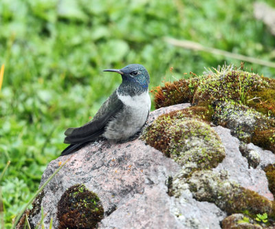 Ecuadorian Hillstar - Oreotrochilus chimborazo