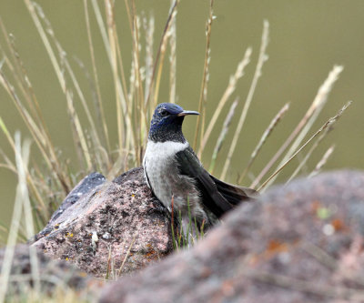 Ecuadorian Hillstar - Oreotrochilus chimborazo