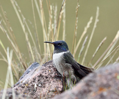 Ecuadorian Hillstar - Oreotrochilus chimborazo