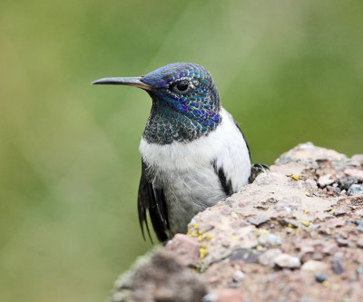 Ecuadorian Hillstar - Oreotrochilus chimborazo