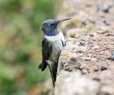 Ecuadorian Hillstar - Oreotrochilus chimborazo