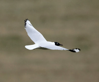 Andean Gull - Chroicocephalus serranus