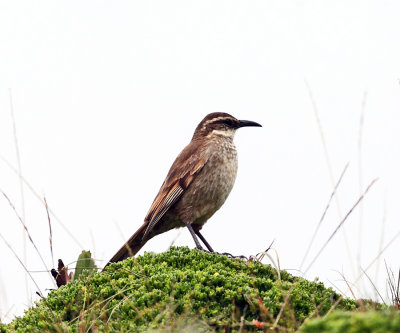 Stout-billed Cinclodes - Cinclodes excelsior