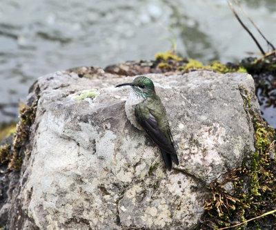 Ecuadorian Hillstar - Oreotrochilus chimborazo