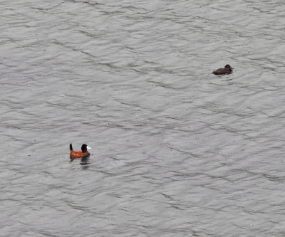 Andean Ruddy Duck - Oxyura ferruginea