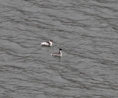 Silvery Grebe - Podiceps occipitalis