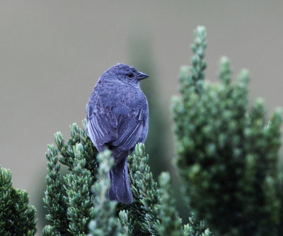 Plumbeous Sierra-Finch - Phrygilus unicolor