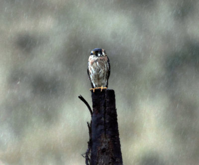 American Kestrel - Falco sparverius