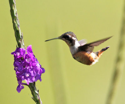 Purple-throated Woodstar - Calliphlox mitchellii